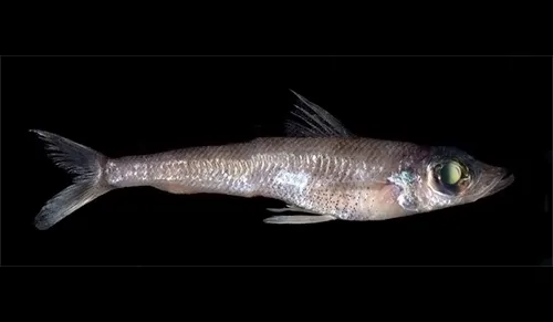 Chlorophthalmus agassizi Wikipedia