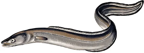 Conger conger - Wikipedia
