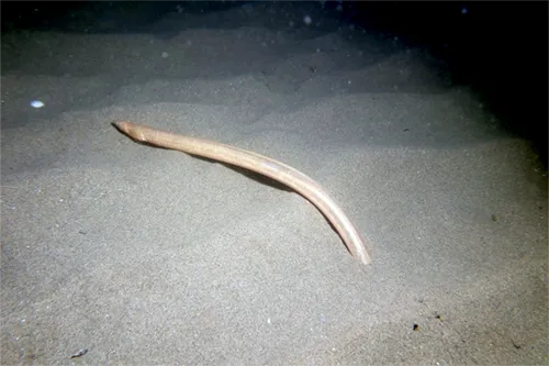 Dalophis imberbis - Inaturalist