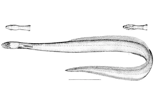 Derichthys serpentinus-wikipedia