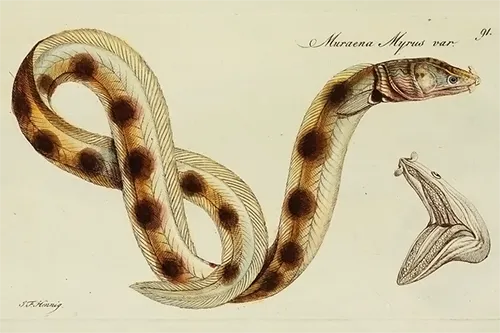 Echelus myrus - Wikipédia