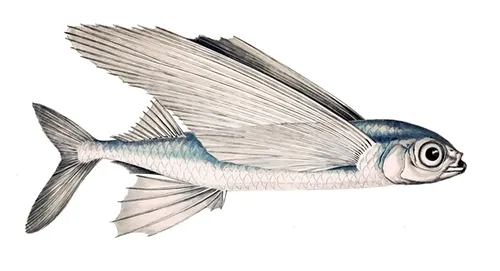 Exocoetus volitans - Wikipedia