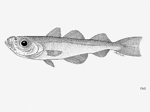 Gadiculus argenteus - FishBase