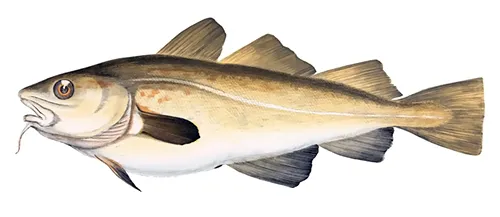 Gadus morhua - Wikipedia