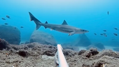 Galeorhinus galeus Wikipedia