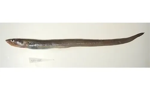 Gnathophis mystax - Inaturalist