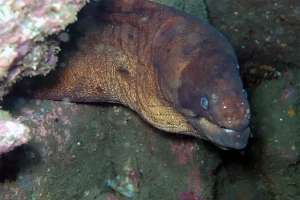 Gymnothorax unicolor Gymnothorax unicolor