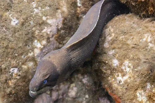 Gymnothorax unicolor - Wikipédia