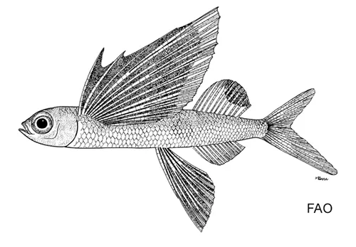 Hirundichthys rondeletii - Fishbase