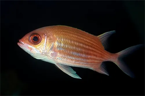 Holocentrus adscensionis - Wikipedia