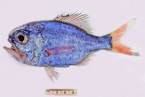 Hoplostethus mediterraneus - Inaturalist