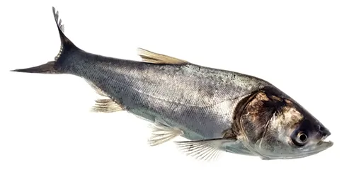 Hypophthalmichthys molitrix - Inaturalist