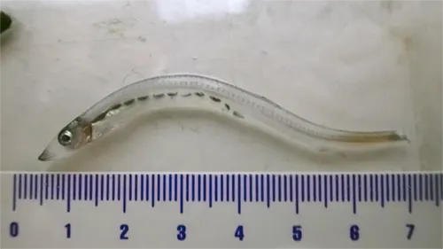 Lestidiops affinis - Wikipedia