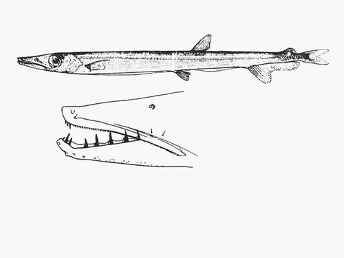 Lestidiops jayakari - Fishbase