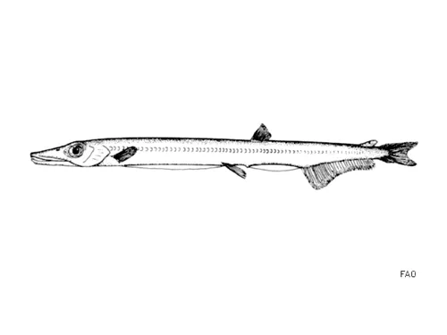 Lestidiops sphyrenoides - Fishbase