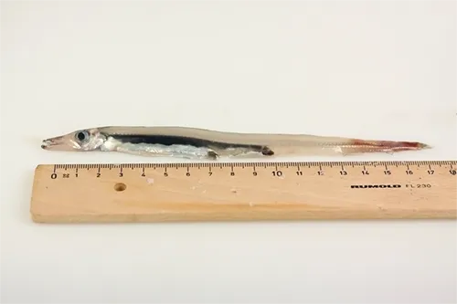 Macroparalepis affinis - Fishbase