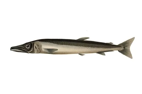 Magnisudis atlantica - Wikipedia