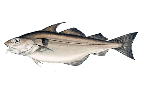 Melanogrammus aeglefinus - Wikipedia