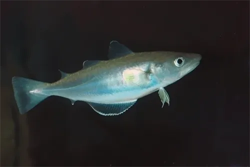 Merlangius merlangus - Inaturalist