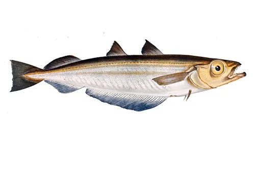 Micromesistius poutassou - Wikipedia