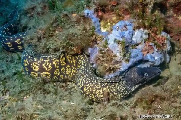 Muraena helena Muraena helena