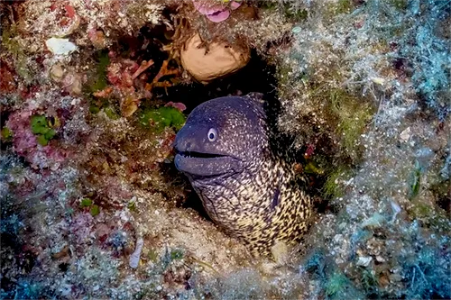 Muraena helena - Wikipedia