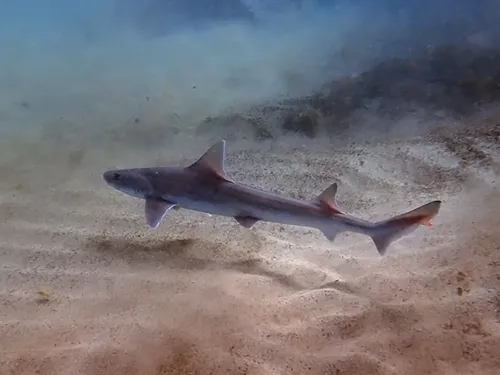 Mustelus mustelus - Ben-Jobson - inaturalist