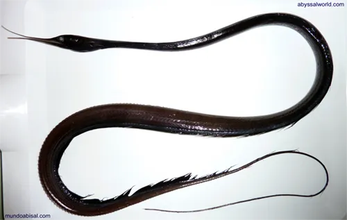 Nemichthys scolopaceus - Inaturalist