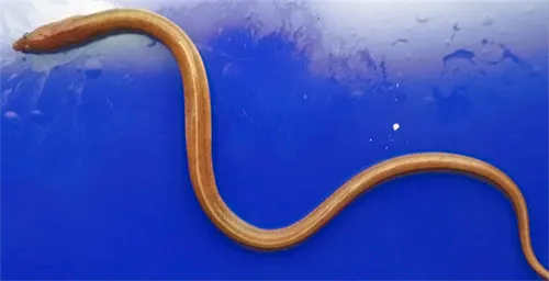 Ophichthus rufus - Fishbase