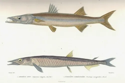 Paralepis coregonoides - Inaturalist