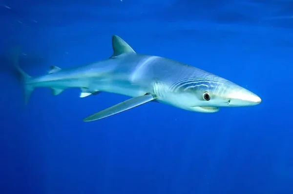 Prionace glauca - Requin bleu Prionace glauca - Requin bleu