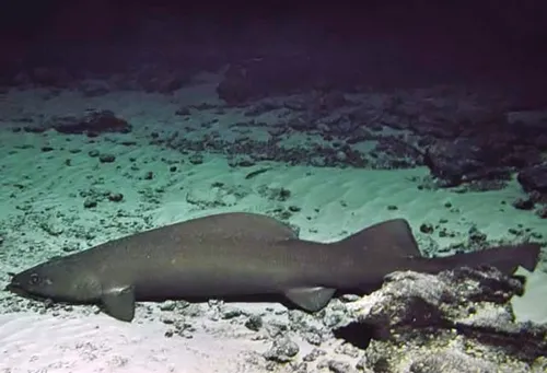 Pseudotriakis microdon Sshorefishes