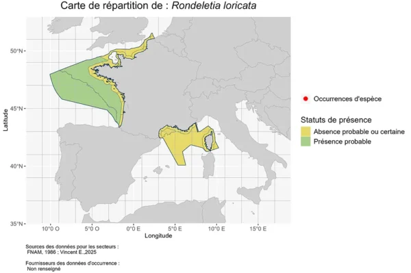 Carte de Répartition de Rondeletia loricata Répartition Rondeletia loricata