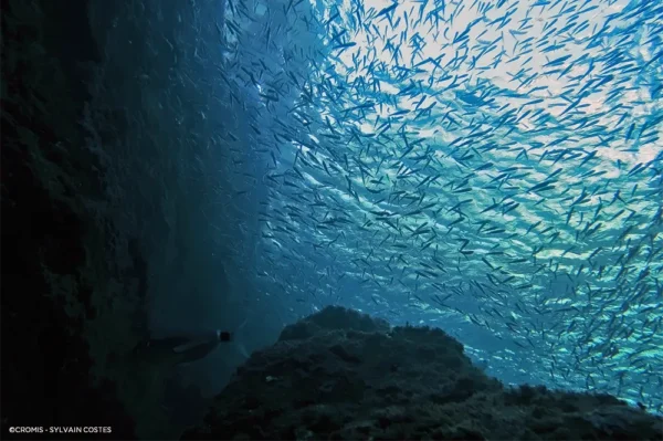 Sardina pilchardus Sardina pilchardus