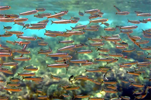 Sardina pilchardus - Wikipedia