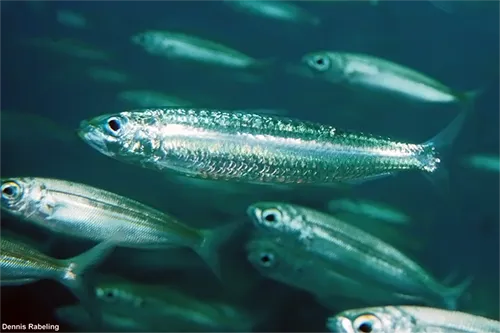 Sardinella aurita - Inaturalist