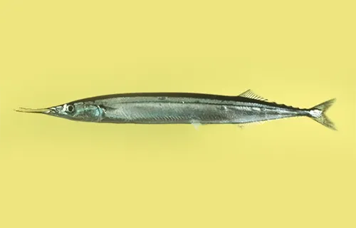 Scomberesox saurus - Fishbase