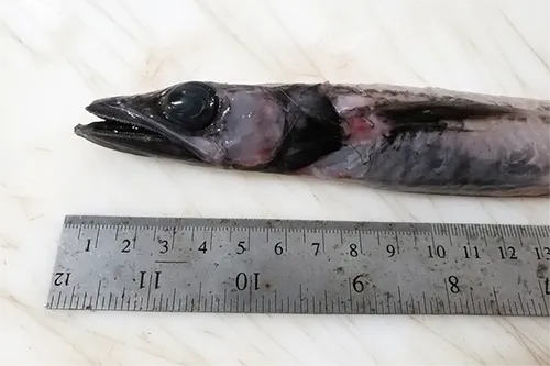 Scopelosaurus lepidus - Inaturalist
