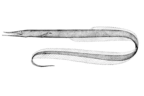 Serrivomer beanii - Wikipedia