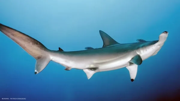 Sphyrna lewini - requin marteau halicorne Sphyrna lewini - requin marteau halicorne