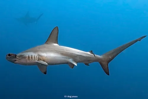 Sphyrna lewini - Inaturalist