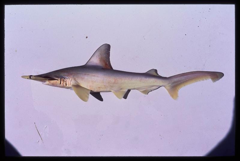 Nom officiel : Requin marteau à petits yeux - Brésil : Caçâo-martelo, cambeva - Surinam : Amrasark Taille maximale : 150 cm, Taille commune : 100 cm (5 kg) Avec leur tête au profil caractéristique, aplatie et beaucoup plus large que le corps, les requins marteaux méritent leur nom ! Les yeux et les narines, situés de chaque côté de la tête, sont donc fortement espacés. Si l'utilité de cette conformation originale n'est pas encore complètement élucidée, elle leur permettrait d'améliorer leurs perceptions olfactive et visuelle, tout en facilitant la nage à la manière des ailes d'un avion... La coloration d'ensemble, où dominent les tons jaunâtres, singularise cette petite espèce. Cette image est issue du Guide illustré Poissons de mer de Guyane (Marc Léopold, 2004) par numérisation de la diapositive originale.