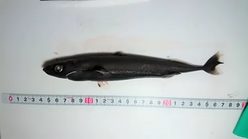 Squaliolus laticaudus - inaturaist