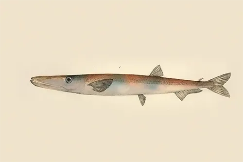 Sudis hyalina - Wikipedia