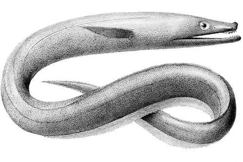 Synaphobranchus kaupii - Wikipédia