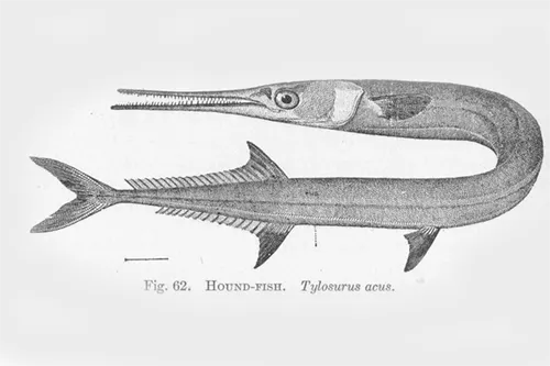 Tylosurus imperialis - Wikipedia