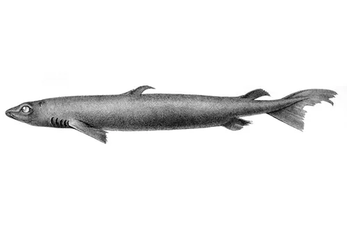 Centroscymnus coelolepis Wikipedia