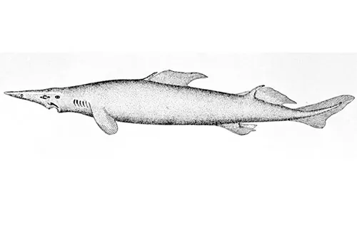 Scymnodon ringens - Wikipedia