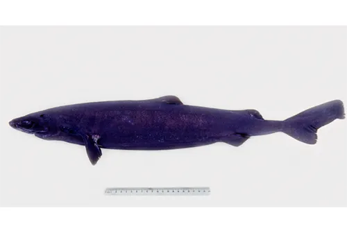 Zameus squamulosus - Naturalist
